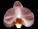 21 phalaenopsis orchid from costa rica 800