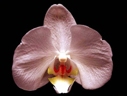 21 phalaenopsis orchid from costa rica 800