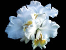 22 odontoglossum orchid 800