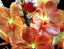 25 vanda orchid from guatemala 800