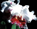 26 odontoglossum orchid from costa rica 800