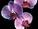 3 phalaenopsis equestris orchid from guatemala  6a  800