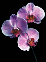 3 phalaenopsis equestris orchid from guatemala  6a  800