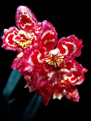 30 miltoniopsis  pansy orchid  from puerto rico 800