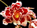 31 miltoniopsis  pansy orchid  from puerto rico 800