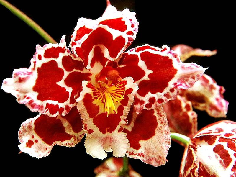 31 miltoniopsis  pansy orchid  from puerto rico 800