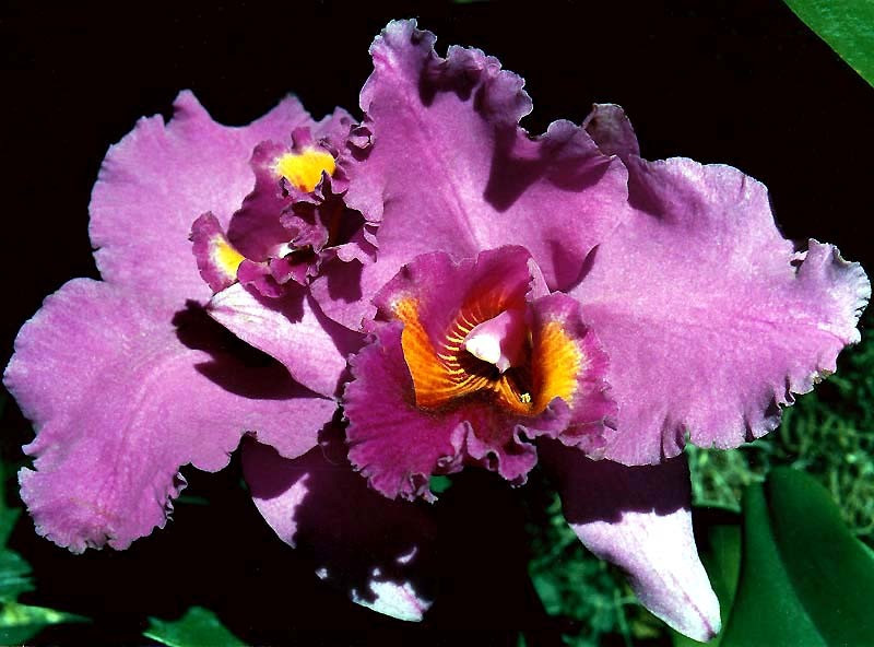 32 odontoglossum orchid from costa rica 800