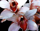 35 cymbidiums orchid from guatemala 800