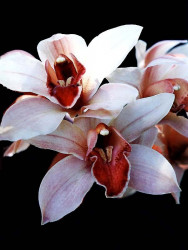 35 cymbidiums orchid from guatemala 800