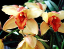 36 cymbidiums orchid from guatemala 800