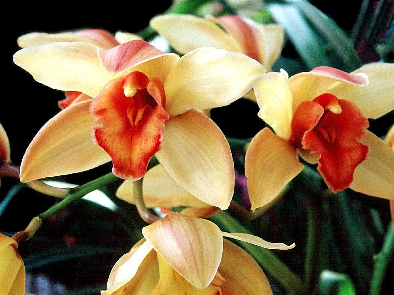 36 cymbidiums orchid from guatemala 800