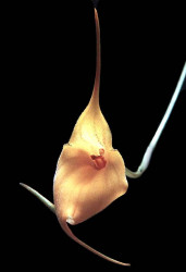 43 masdevallia orchid photogrpahed in guatemala 800