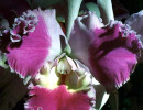 45 odontoglossum orchid from costa rica  11  800