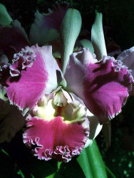 45 odontoglossum orchid from costa rica  11  800