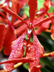 47 vanda orchid from guatemala  2  800