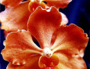 54 vanda orchid from guatemala  3  800