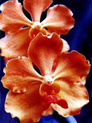 54 vanda orchid from guatemala  3  800