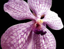 57 vanda orchid from guatemala  4  800