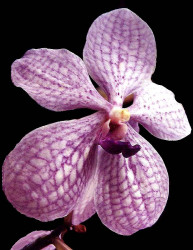 57 vanda orchid from guatemala  4  800