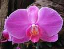 6 phalaenopsis orchid from costa rica  2  800