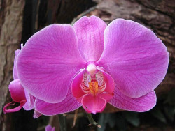 6 phalaenopsis orchid from costa rica  2  800