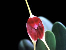 64 masdevallia deiko komoda from costa rica  5  800