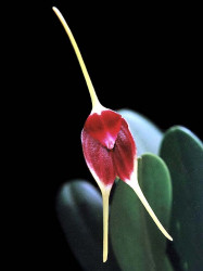 64 masdevallia deiko komoda from costa rica  5  800