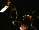 70 onicidium orchid from venezuela  2 
