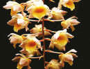 72 dendrobium orchid from guatemala  3  800