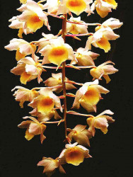 72 dendrobium orchid from guatemala  3  800