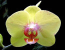 83 phalaenopsis equestris orchid from guatemala  4  800