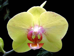 83 phalaenopsis equestris orchid from guatemala  4  800