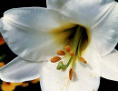 9 oenothera caespitosa . . . evening primrose 800