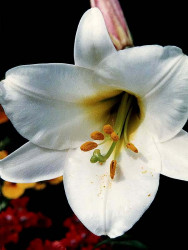 9 oenothera caespitosa . . . evening primrose 800