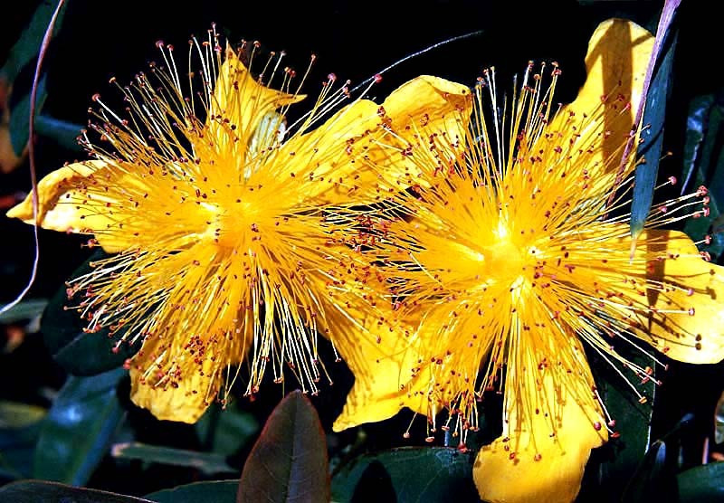 14 rose of sharon   hypericum calycinum 800