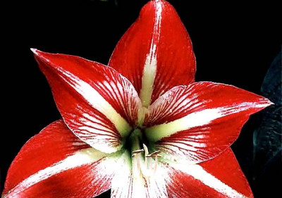 Amaryllis