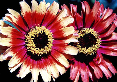 Multi-colored gazanias
