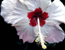 52 hibiscus in new zealand 8001