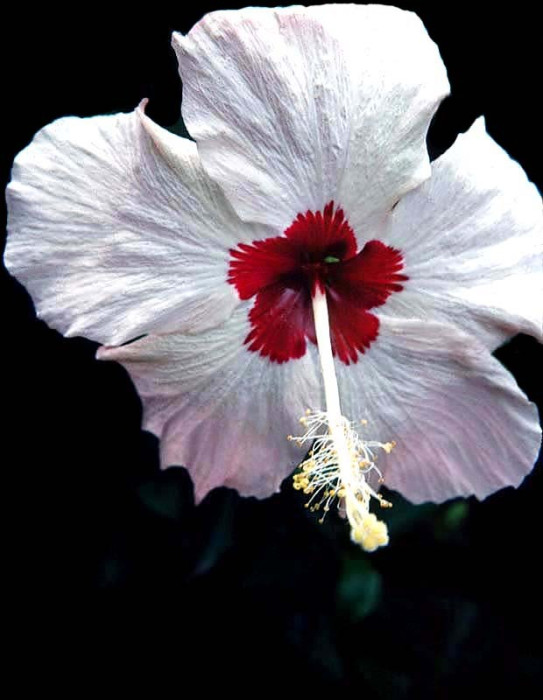 52 hibiscus in new zealand 8001