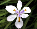 53 dietes iridioides from singapore 800