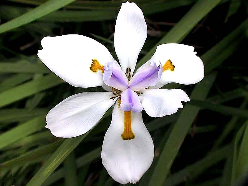 53 dietes iridioides from singapore 800