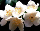 66 rhododendron albiflorum . . .white rhododendron 80010