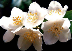 66 rhododendron albiflorum . . .white rhododendron 80010