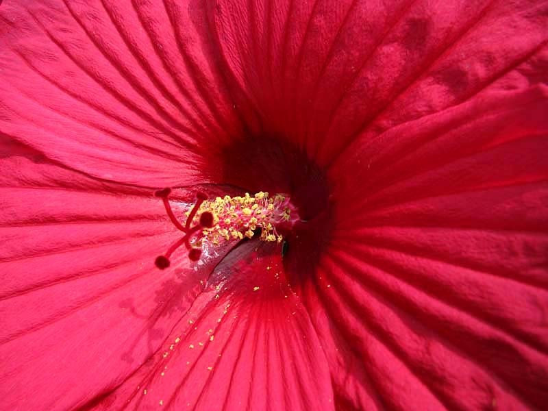 76 help identify this flower . . . 800