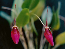 masdevallia